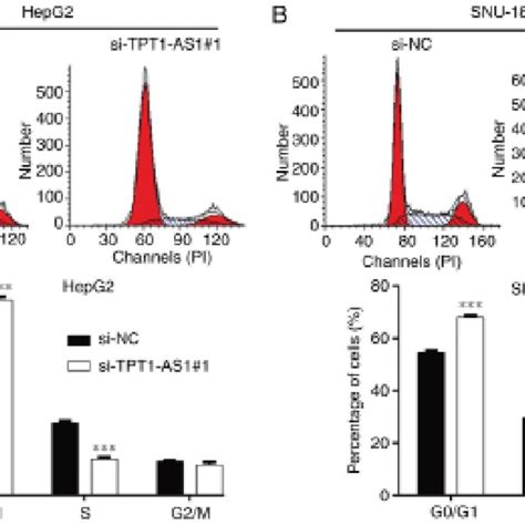 Tpt1 As1 Knockdown Induces G 0 G 1 Cell Cycle Arrest In Liver Cancer