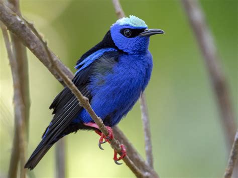 Eight Beautiful Birds In Belize To Spot On Your Belize Vacation