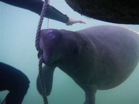 Snorkeling with manatees in Crystal River, Florida | Travel dreams ...