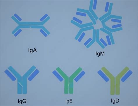 Immunoglobulin Structure and Function Now Made Elaborate | The Immune ...