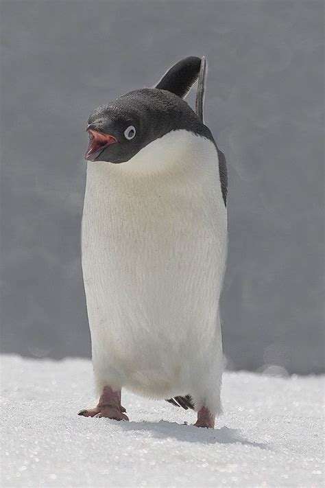 Adelie Penguin | Manchot, Pingouin, Animaux adorables