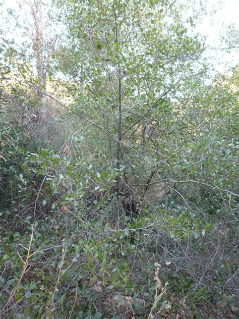 Hi-Res Alnus rhombifolia Images | Santa Barbara Wildflowers