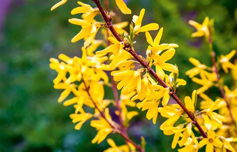 The 12 Best Flowering Shrubs To Plant For Year Round Colour In Your