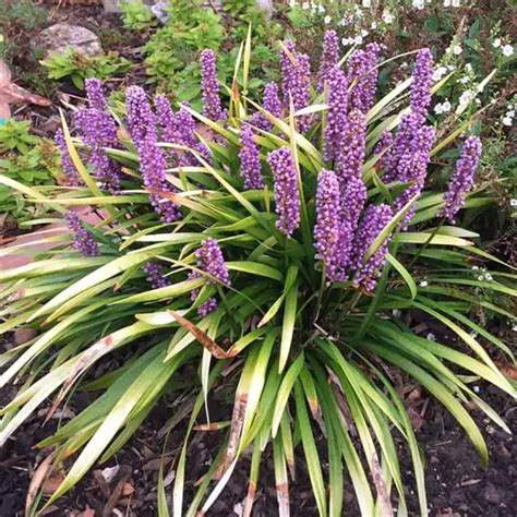 Liriope Mascari Big Blue Lilly Turf 2 Litre Pot Enchanted Gardens Kent