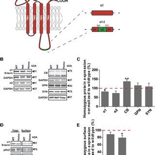 The Gabra1 2 Mutation Alters The Expression And Surface Stability Of