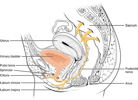 Gross Anatomy Of The Urinary System And Urine Transport Anatomy And