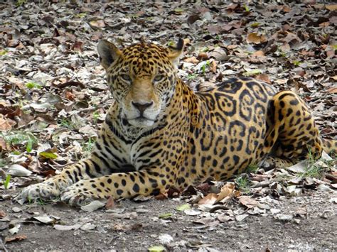 Jaguar stock photo. Image of nature, xcaret, wildlife - 51168206