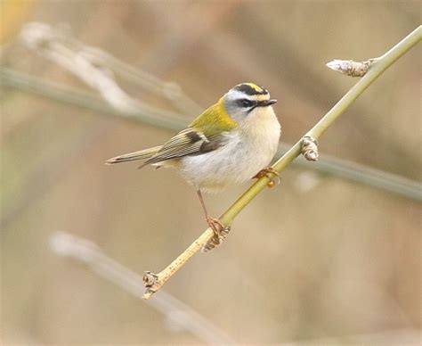 Details : Firecrest - BirdGuides