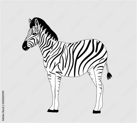 cartoon zebra, black and white lines Stock Vector | Adobe Stock