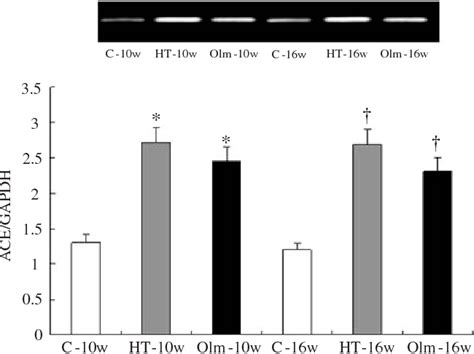 Figure 3 From Olmesartan Improves Left Ventricular Function In Pressure