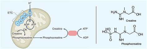 phosphocreatine