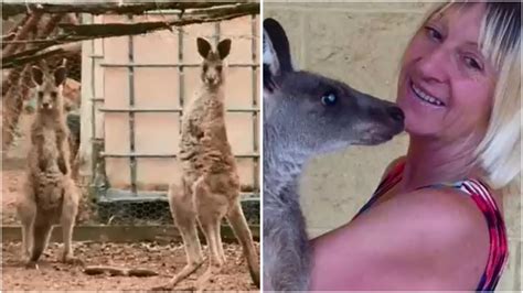 Kangaroo Attacks Woman