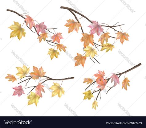 Set of maple autumn leaves Royalty Free Vector Image