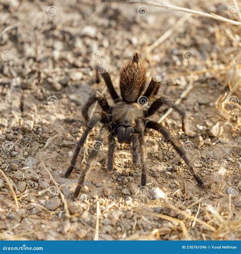 California Tarantula Male Adult Looking For A Female During Mating