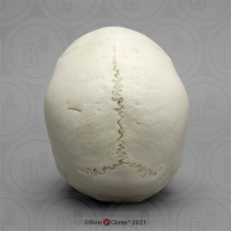 Bone Clones® European Female Skull (Replica), BC-133