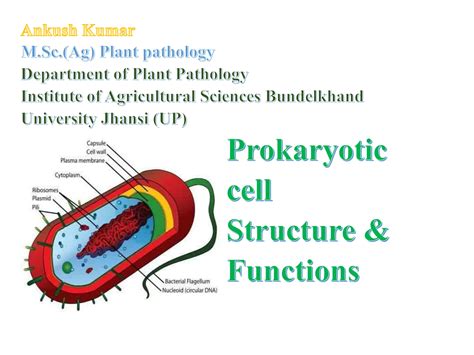 Prokaryotic Cell Structure Ppt