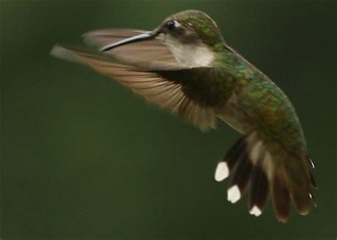 Ruby-Throated Hummingbird