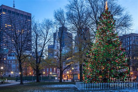 Boston Common Christmas Tree Photograph By Susan Cole Kelly Fine Art