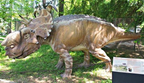 Pachyrhinosaurus Vs Gorgosaurus