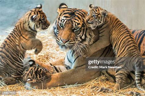 Tiger Cub Mother Photos and Premium High Res Pictures - Getty Images