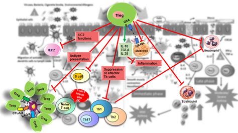 Suppressive Role Of Treg In Allergic Diseases Tregs Contribute To The