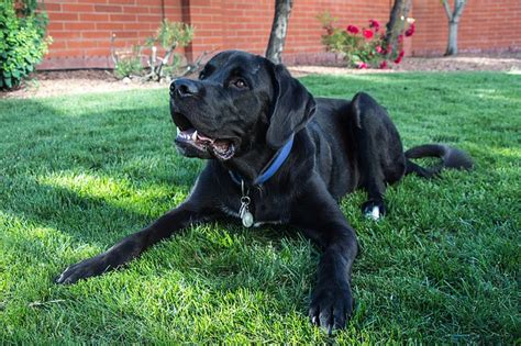 Cuáles son los mejores perros para niños Dogarden