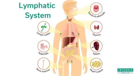 Foods That Block Your Lymphatic Drainage Right Now Green Living Tribe