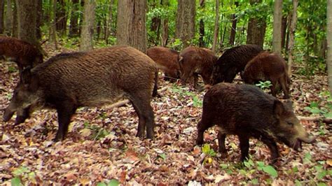 Feral Pigs Spread North In Us Canada Bringing Crop Damage Durham