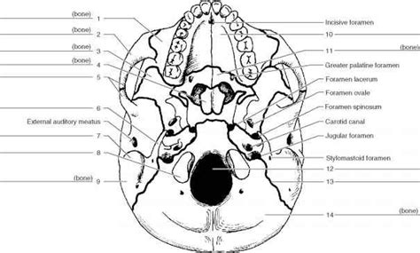 skull label printables - Google Search | Skull anatomy, Anatomy ...