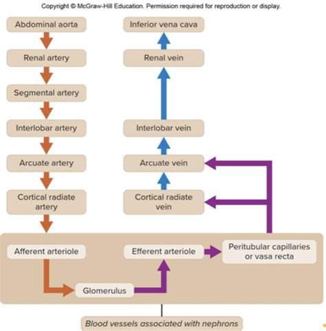 Anatomy chapter 17 Urinary system Flashcards | Quizlet