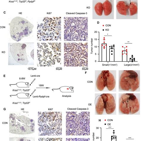 The Role Of Ppdpf In Lung Tumorigenesis Induced By Krasg12d And Trp53