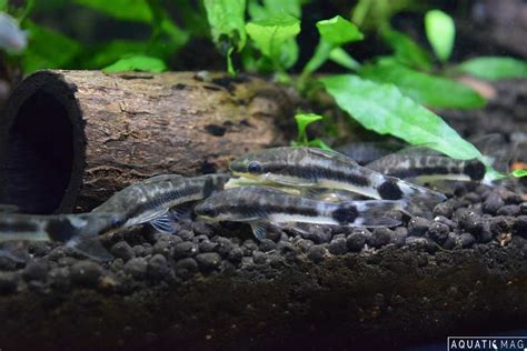 Otocinclus Catfish - Size | Breeding | Tank | Mates | Care - SeaFish