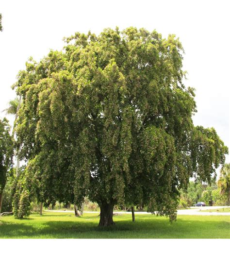 Pongamia Pinnata Tree For Sale | Treeworld Wholesale