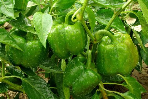 How Many Pepper Plants Per Bucket At Noah Duell Blog