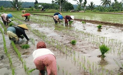 Panduan Lengkap Cara Budidaya Padi Sawah Agar Panen Melimpah