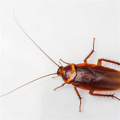 Wood Roach Removal Hogarths Pest Control In Traverse City Michigan