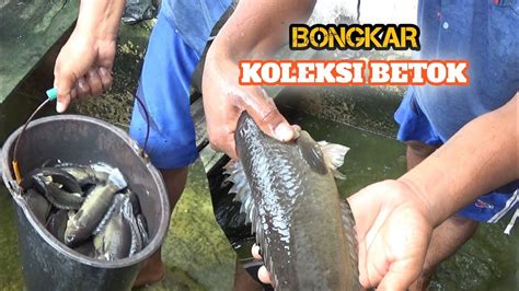 Special Bongkar Koleksi Ikan Betok Hasil Mancing Selama Ini Betok