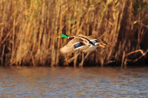 Canards étang de Biguglia Yannick Flickr