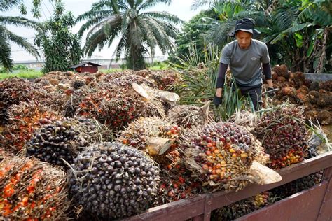 Sdp Partners Salcra To Boost Sarawaks Palm Oil Industry