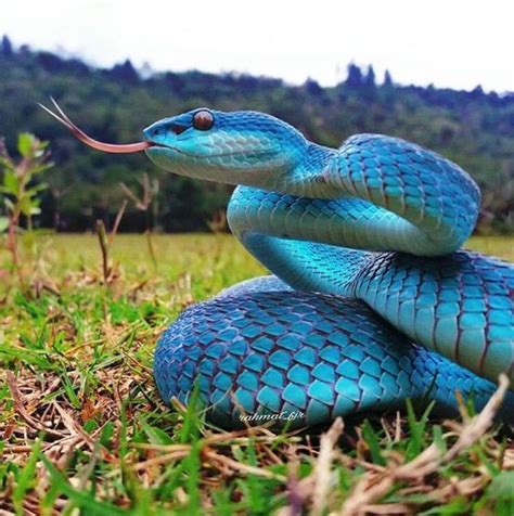 Rare Blue Snakes