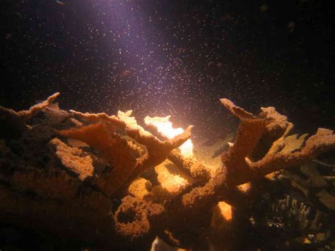 Coral Sex How Reproducing Species In The Lab Could Be Key To Restoring