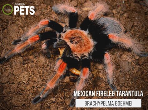 Brachypelma Boehmei Mexican Fireleg Tarantula Care Guide