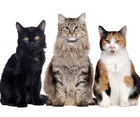 Cat Breeds Quiz | Infoplease