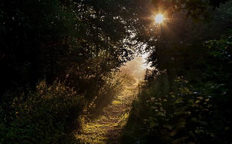 Wallpaper Sunlight Forest Night Nature Reflection Grass Morning