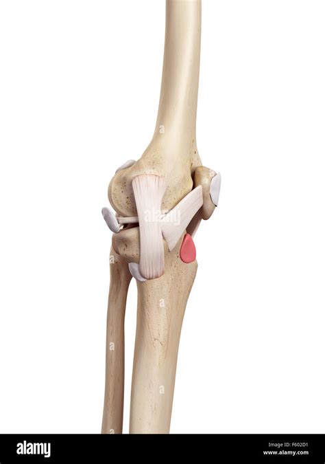 Medical Accurate Illustration Of The Deep Infrapatellar Bursa Stock