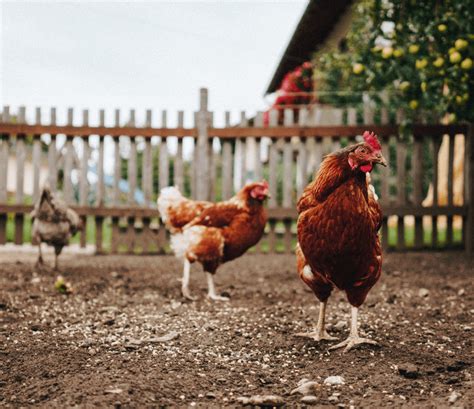 Practical backyard chicken advice during a virtual visit to the farm