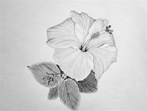 hibiscus flower drawings 1