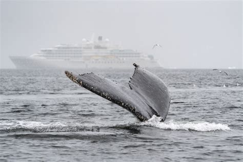 Silver Endeavour Luxury Expedition Cruise Ship