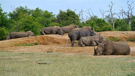 Safari In Hlane Royal National Park Erika S Travels