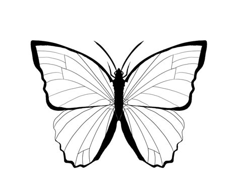 Blue Morpho Butterfly Outline Clip Art Library